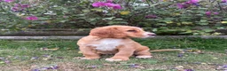 Cocker Spaniel dogs for sale: Cute cocker spaniel babies  in Newport - Advert 9