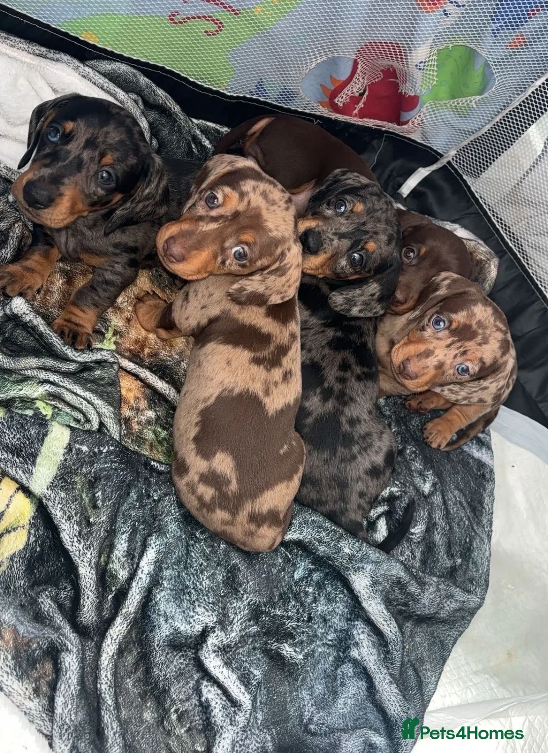 Miniature Dachshund dogs for stud: Miniature dapple (blue eyes) dachshund for stud in Stockton-on-Tees - Advert 7