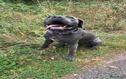 Cane Corso dogs for sale: Beautiful Female cane corso  - Image 1