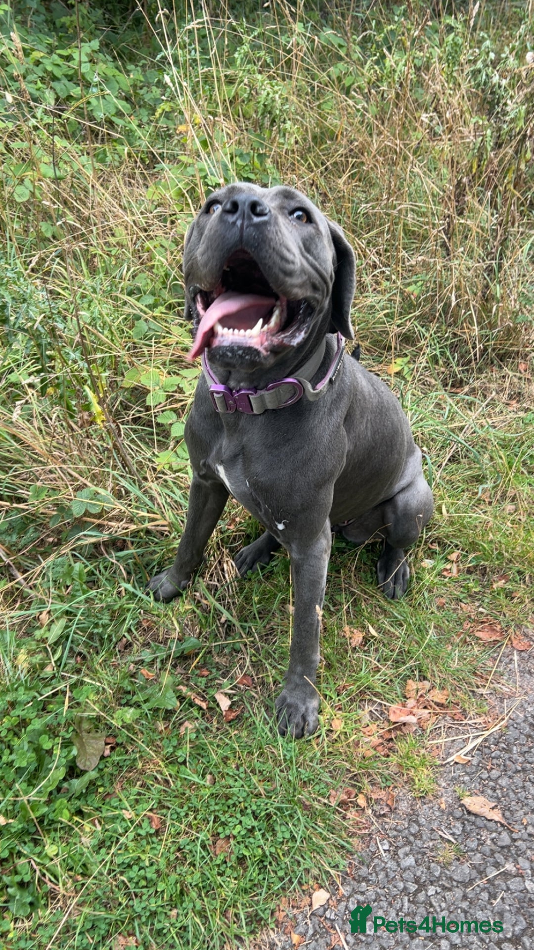 Cane Corso dogs for sale: Beautiful Female cane corso  - Image 1