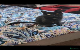 Domestic Shorthair cats for sale: 3 kittens for sale - Advert 2