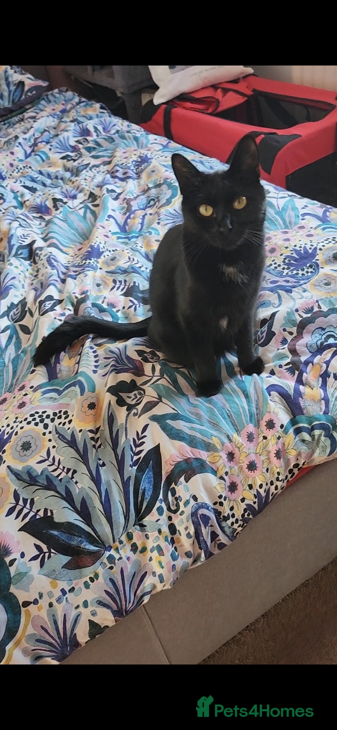 Domestic Shorthair cats for sale: 3 kittens for sale - Advert 2