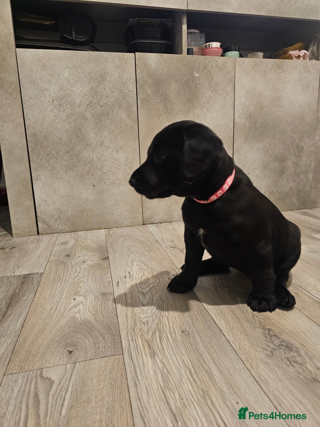 Mixed Breed dogs for sale: Chunky staff x lab pups 3 left - Advert 10