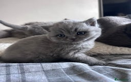 Scottish Fold cats for sale: **AVAILABLE NOW** Scottish fold kittens  - Image 21