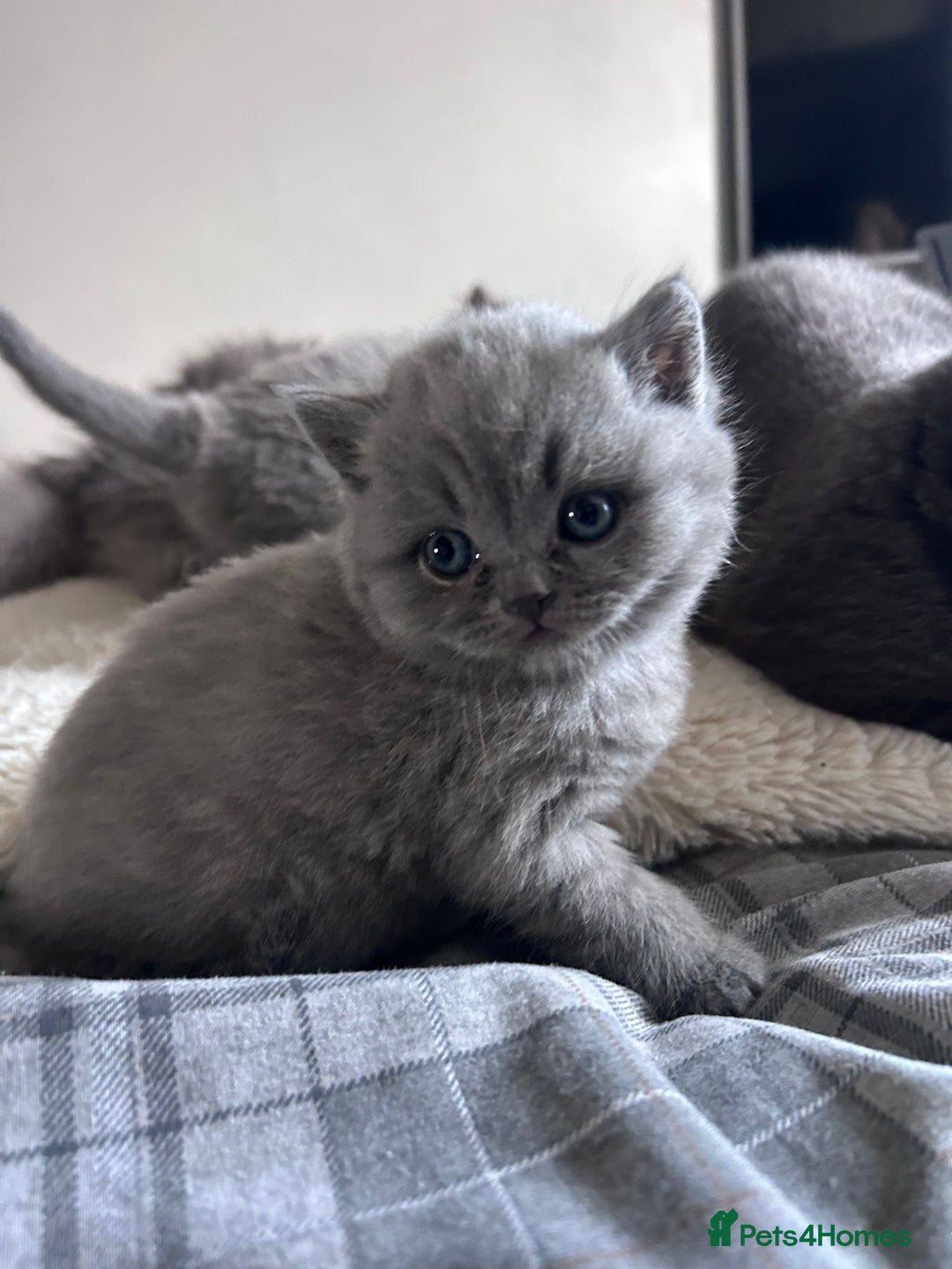 Scottish Fold cats for sale: **AVAILABLE NOW** Scottish fold kittens  - Image 21