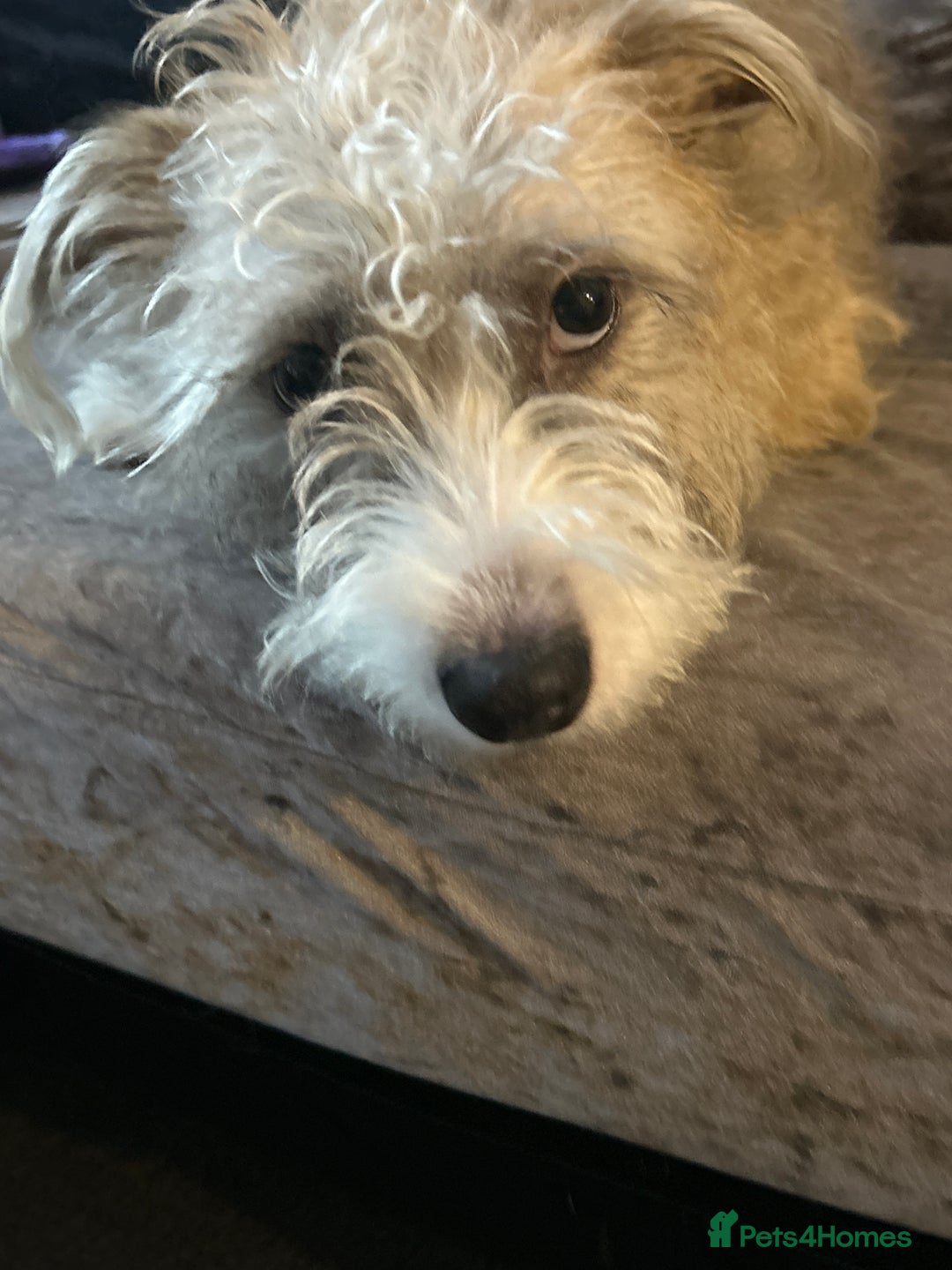 Mixed Breed dogs for sale: Good dog  - Advert 1