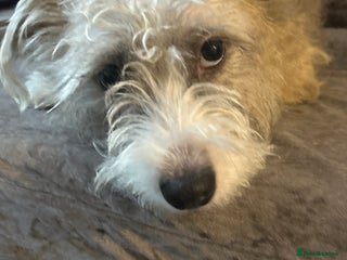 Mixed Breed dogs Good dog - Advert 1