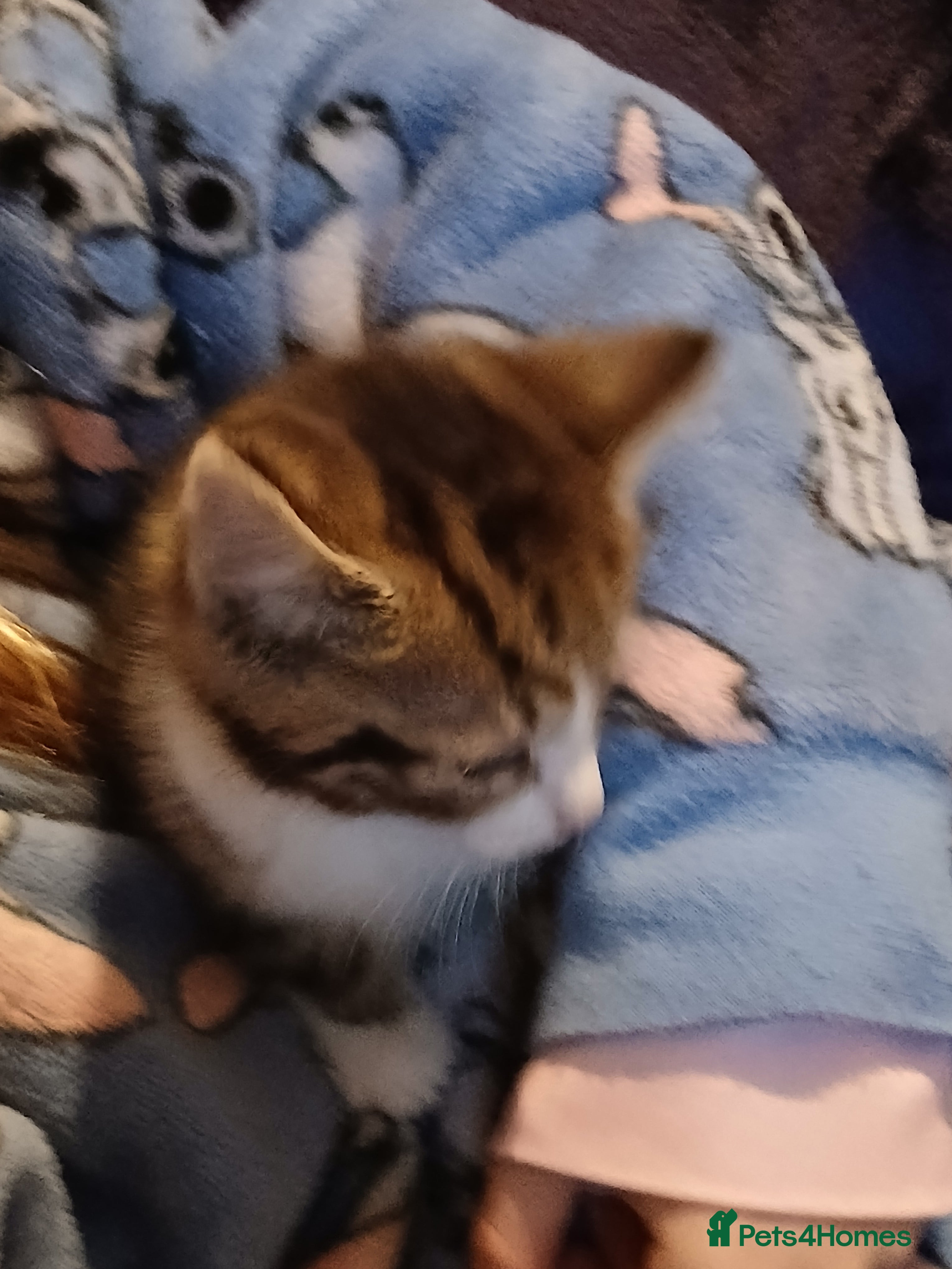 Mixed Breed cats Tabby kitten  - Advert 1