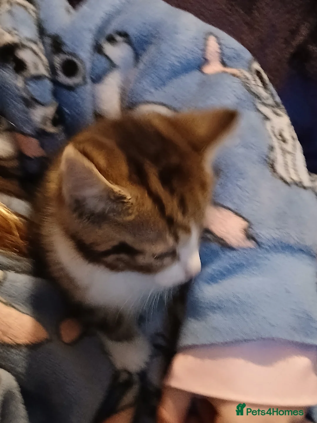 Mixed Breed cats for sale: Tabby kitten  - Advert 1