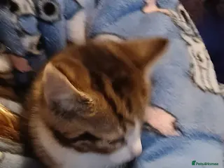 Mixed Breed cats Tabby kitten - Advert 1