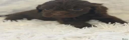Cockapoo dogs for sale: Beautiful cockapoo puppies  - Advert 21
