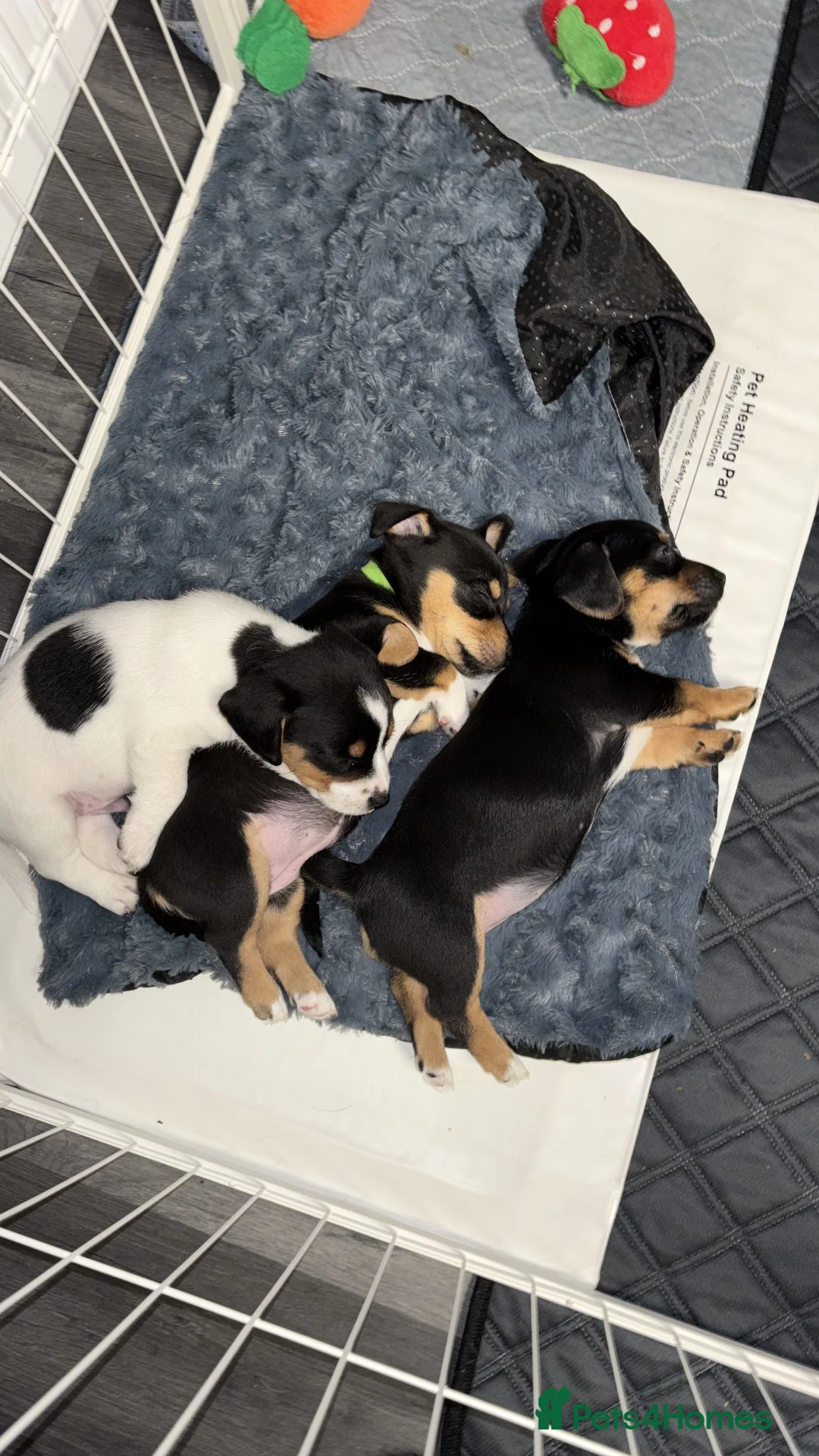 Mixed Breed dogs for sale: One male and one female cross Jack Russell in Loughborough - Advert 2