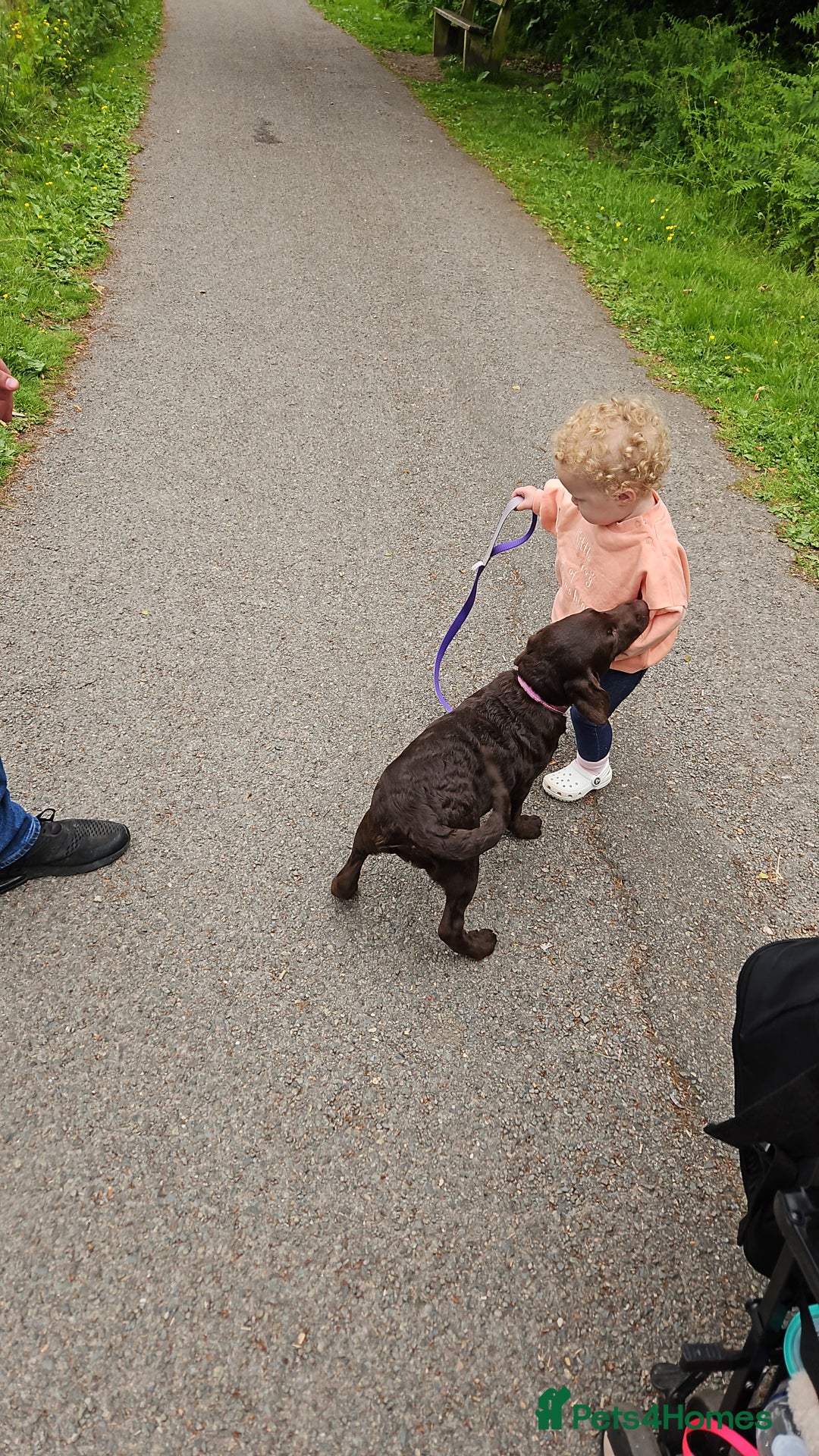 Labrador Retriever dogs for sale: female chocolate lab  - Image 4