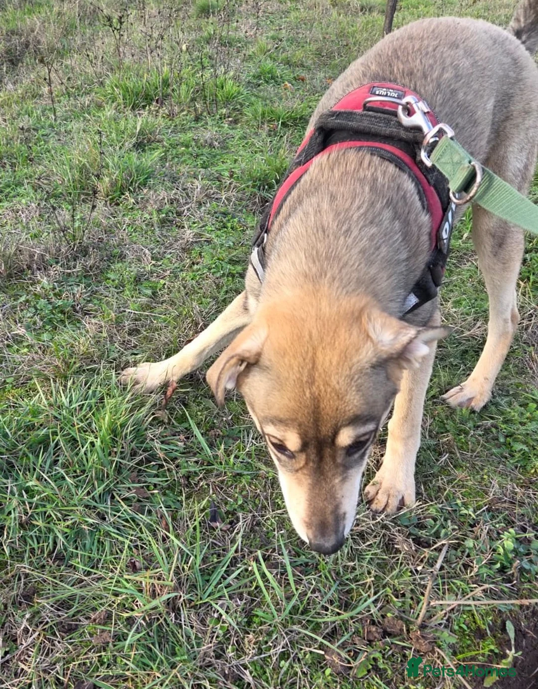 Mixed Breed dogs for adoption: 🐾DALIDA, Grace, Strength & a Heart Full of Love💛 - Advert 3