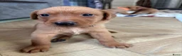 Labrador Retriever dogs for sale: Fox Red Labrador Puppies - Advert 10