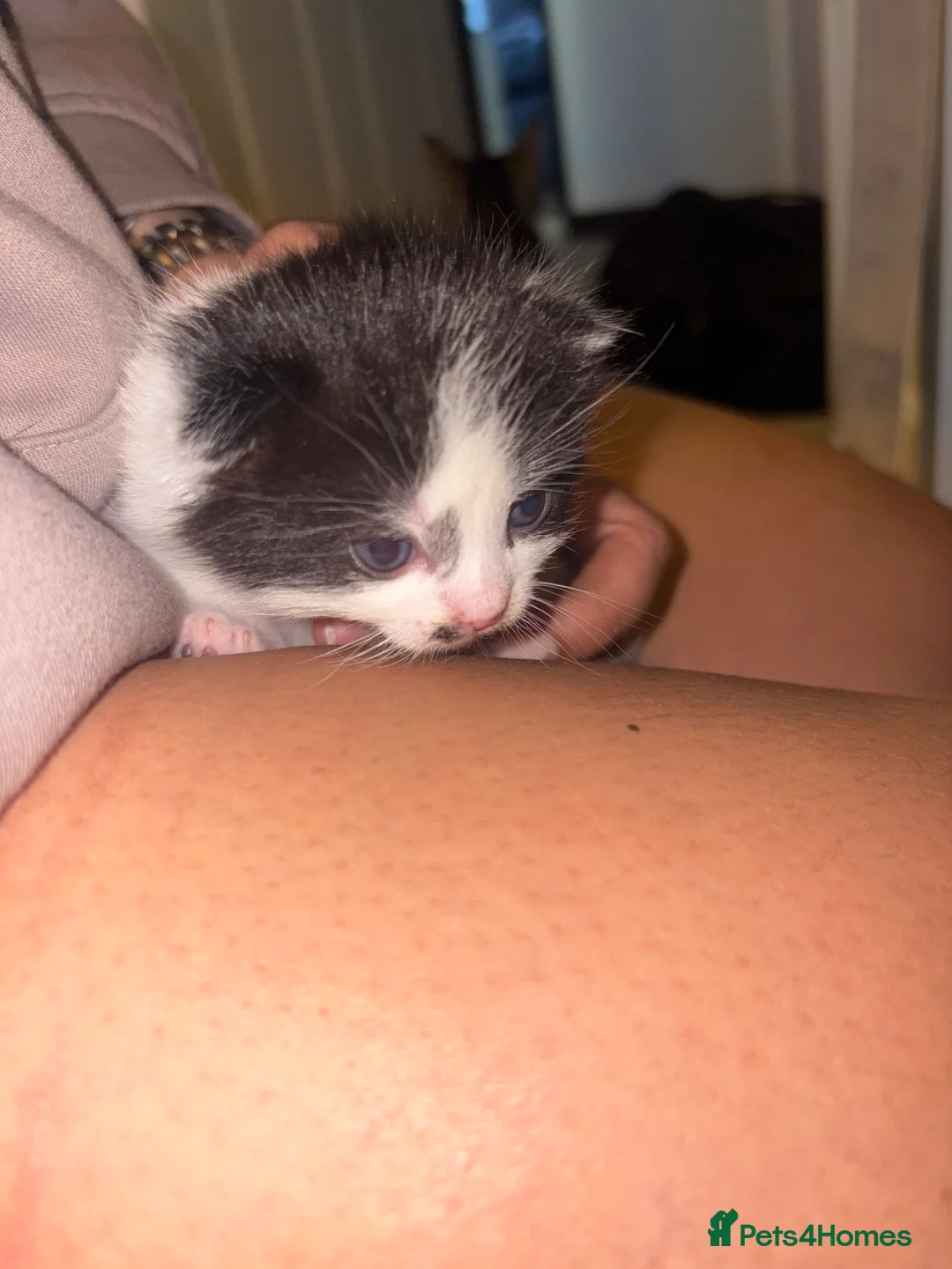 Mixed Breed cats for sale: 3 beautiful fur babies for sale  in Birmingham - Advert 2