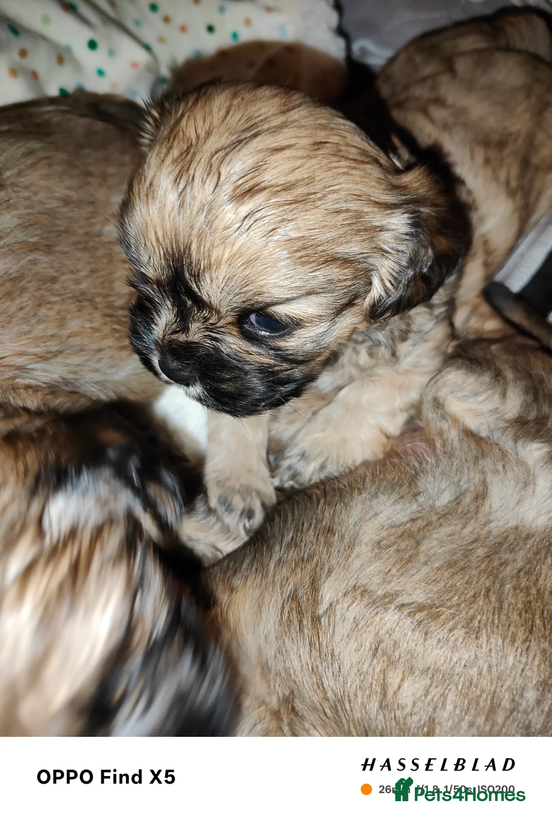 Cava Tzu dogs for sale: CAVA TZU FOR SALE - Advert 14