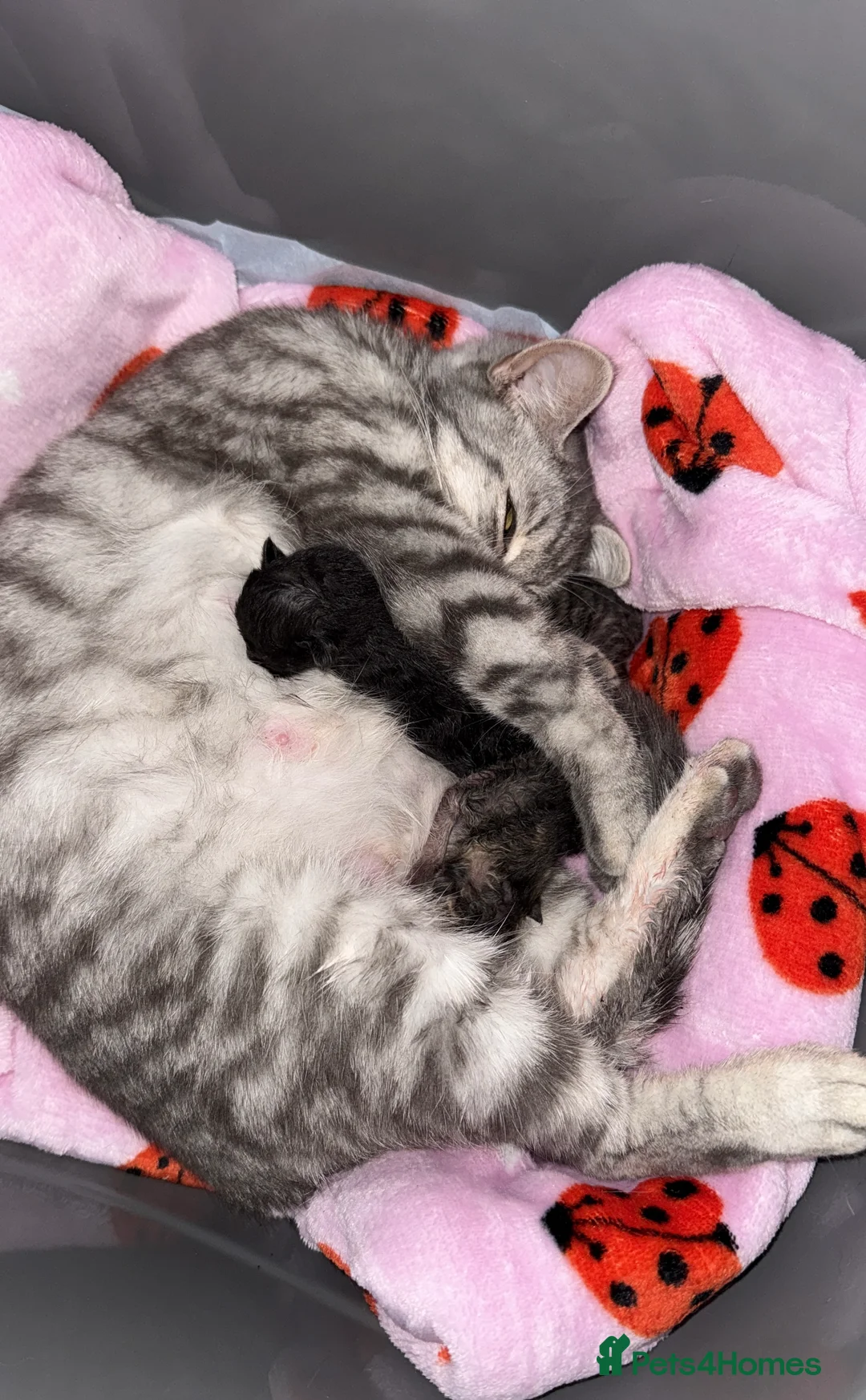 British Shorthair cats for sale: British Shorthair/Bengal Tabby Kittens - Advert 2