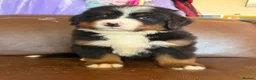 Bernese Mountain Dog dogs for sale: Kc reg Bernese puppies - Advert 3