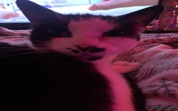 Mixed Breed cats for sale: Grandma Sierra  - Image 13