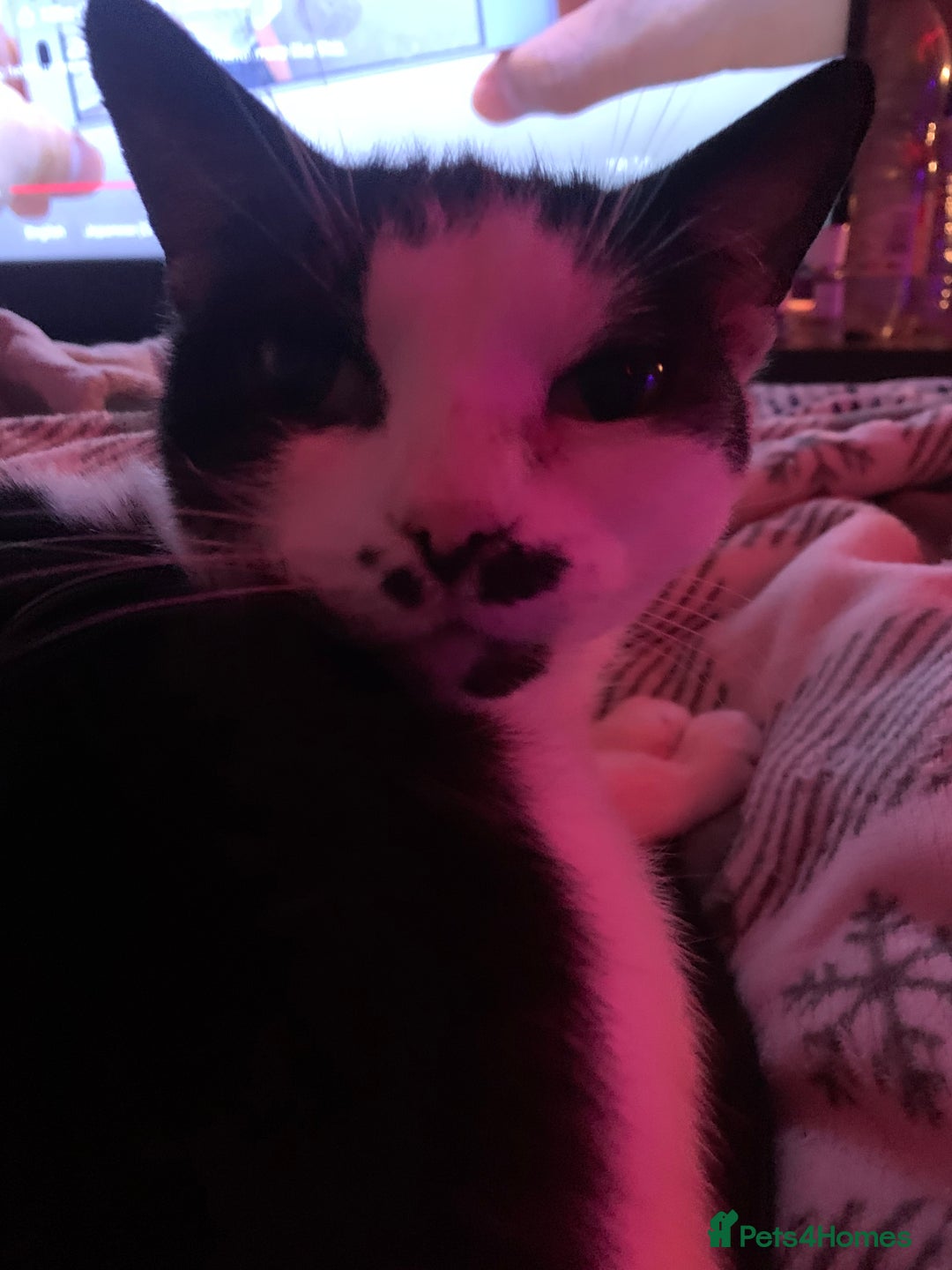 Mixed Breed cats for sale: Grandma Sierra  - Image 13