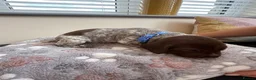 German Shorthaired Pointer dogs for sale: Stunning German Shorthaired Pointer Pups KC Reg'd - Advert 25