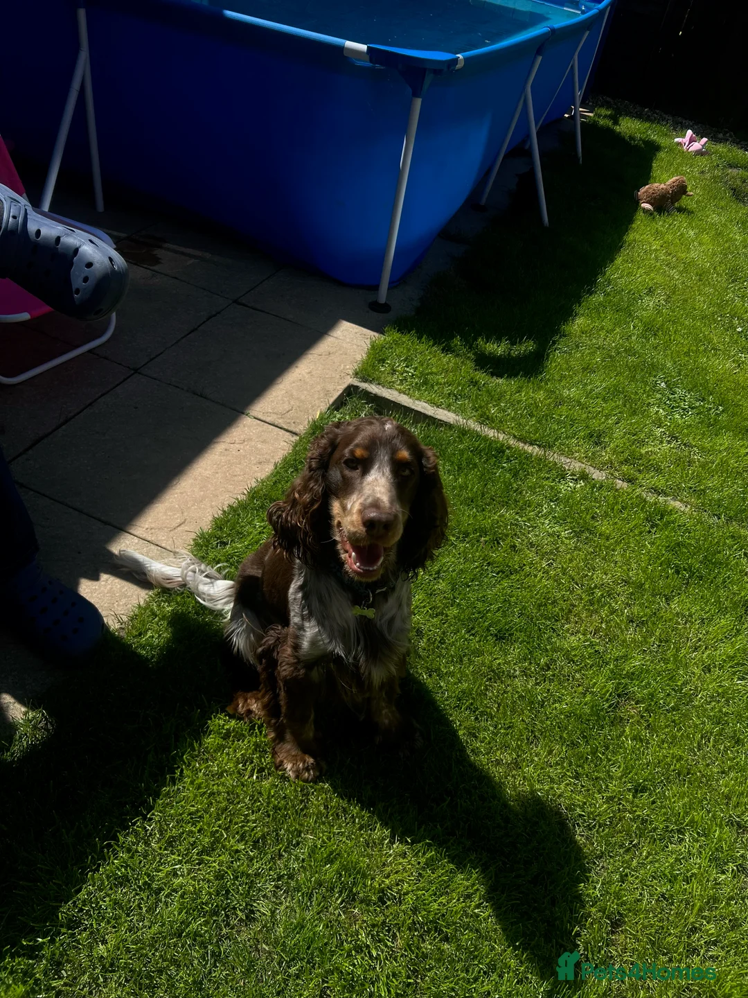 Cocker Spaniel dogs for stud: Beautiful show chocolate roan & tan dog for stud  in March - Advert 10