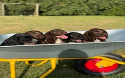 Sprocker dogs for sale: Sproker's - Image 21