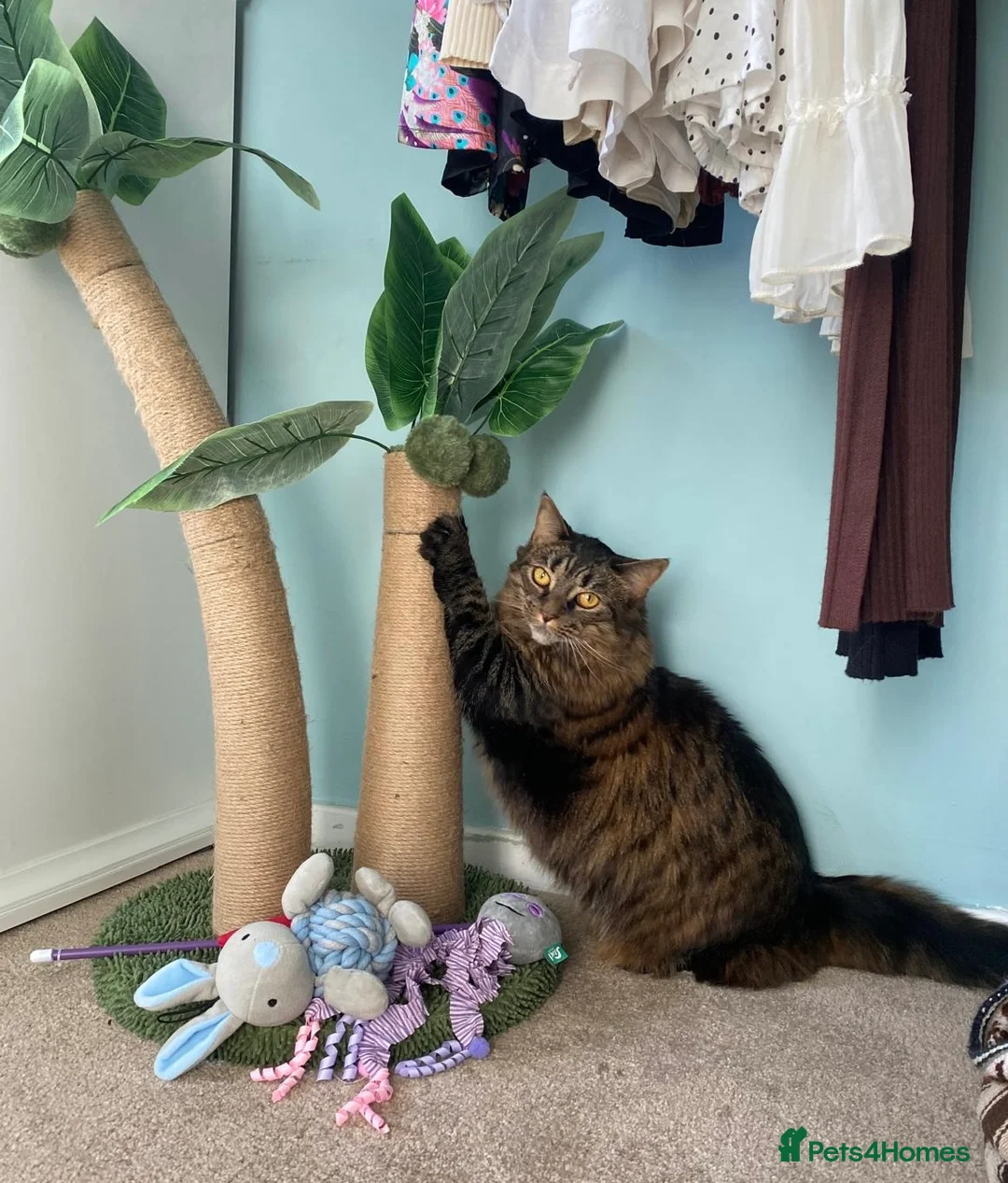 Domestic Shorthair cats for sale: Home for Lilly in Twickenham - Advert 2