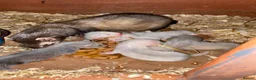 Ferret rodents for sale: Ferret kits in Carlisle - Advert 3