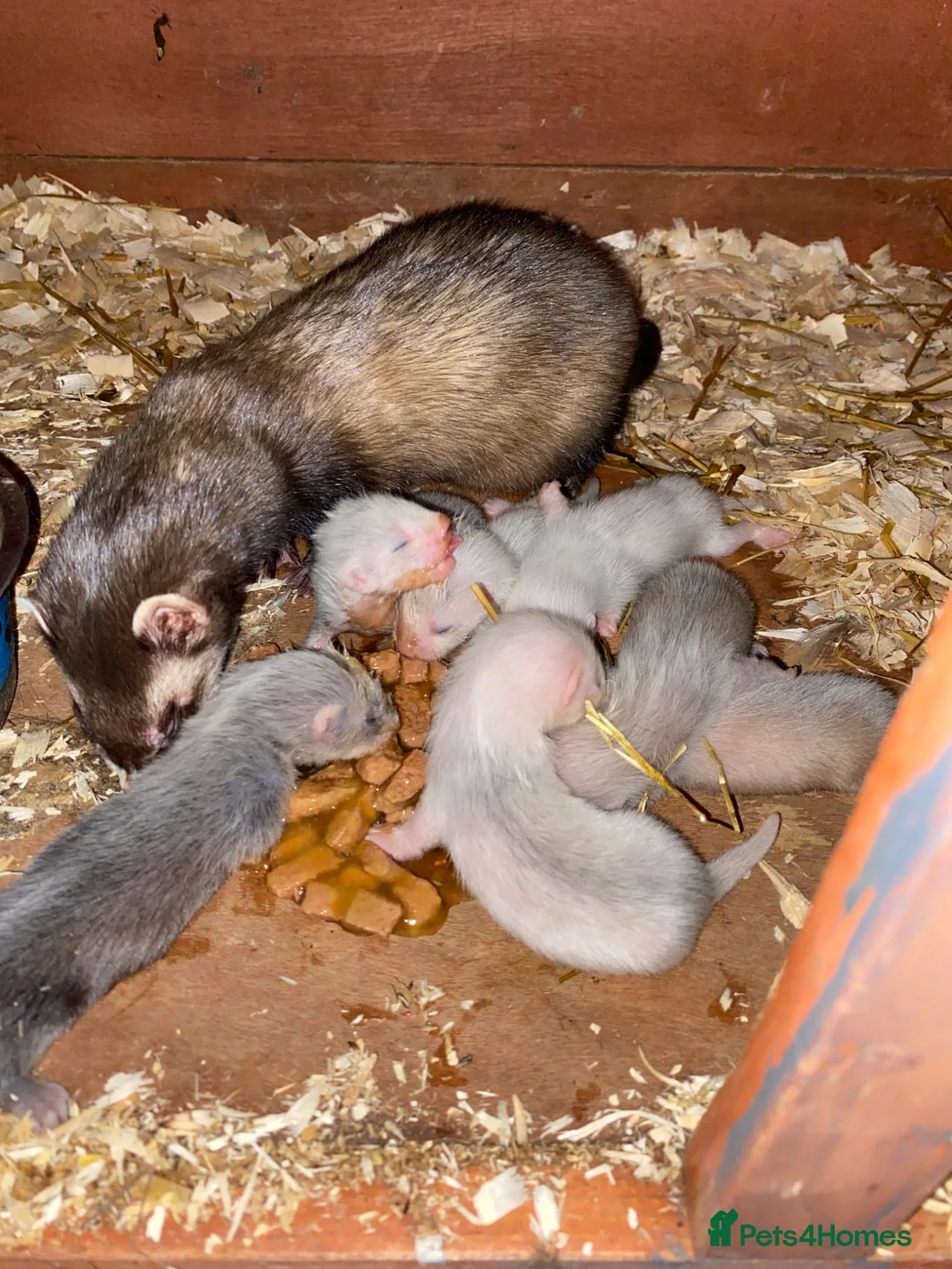 Ferret rodents for sale: Ferret kits in Carlisle - Advert 3