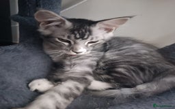 Maine Coon cats for sale: 🌟 Maine Coon Kittens Looking for Loving Homes 🌟 - Image 15