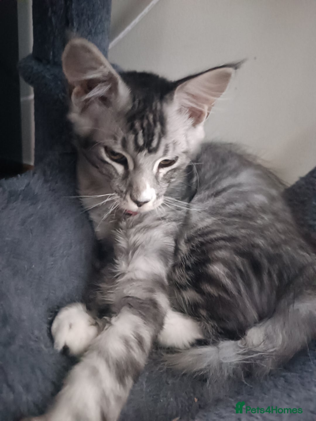 Maine Coon cats for sale: 🌟 Maine Coon Kittens Looking for Loving Homes 🌟 - Image 15