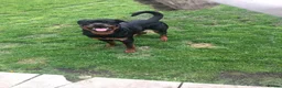 Rottweiler dogs for sale:  Rottweiler pups ready to leave 💙 - Advert 9