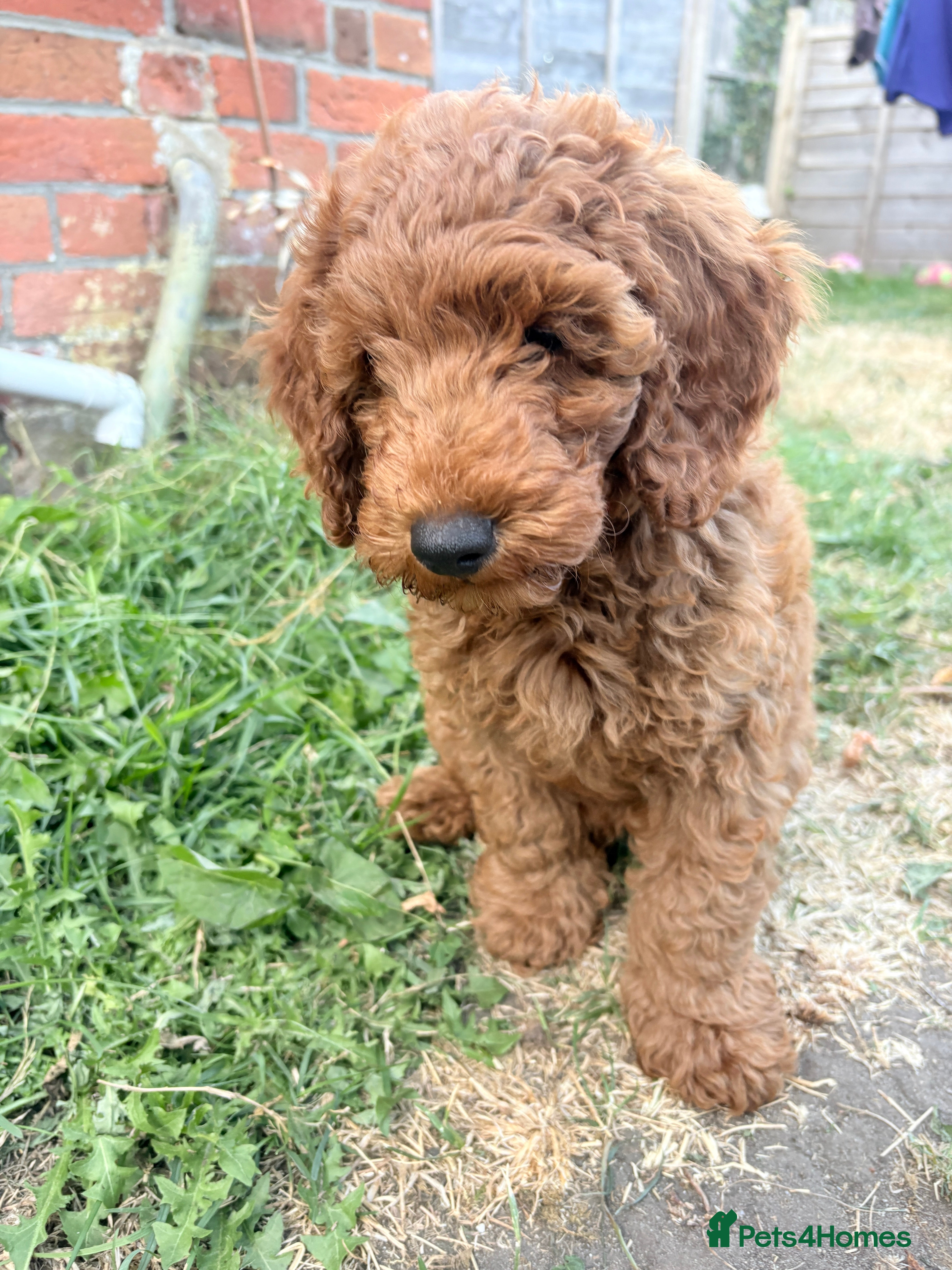Cockapoo dogs ❤️ Last Fox Red F1BB Cockapoo Boy Remaining 🐾 - Advert 2