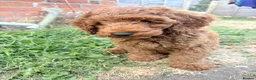 Cockapoo dogs for sale:  All puppies now rehomed 🐾🐾🐾 - Advert 11