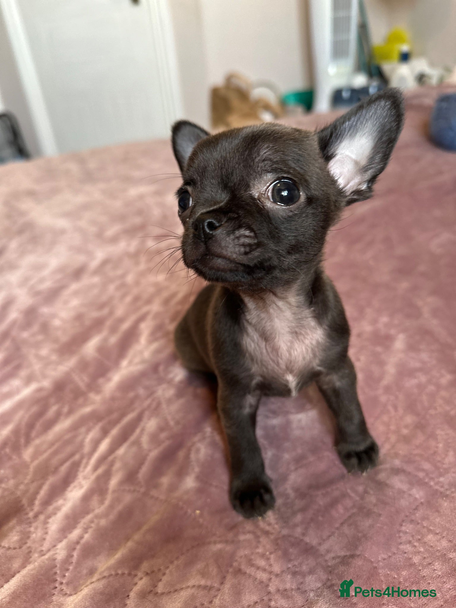 Chihuahua dogs Chihuahua puppies for sale - Advert 1