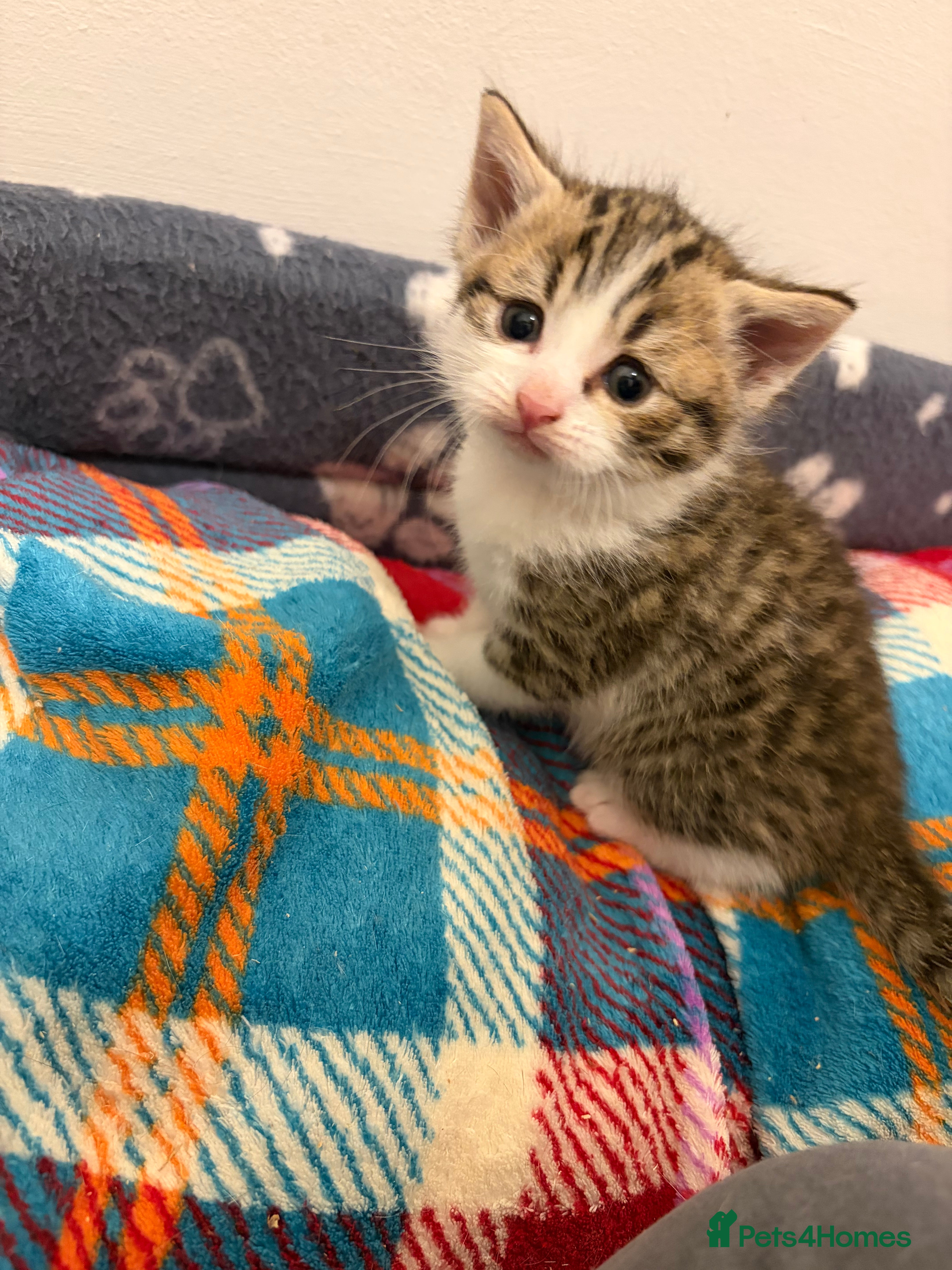 Mixed Breed cats Gorgeous Bengal cross BSH cross  babies  - Advert 2