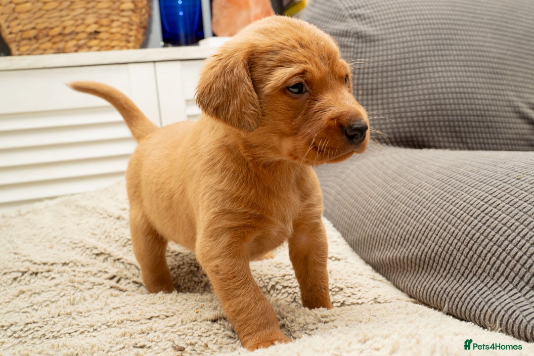 Labrador Retriever dogs for sale: Stunning Fox Red Labrador Puppies For Sale - Image 3