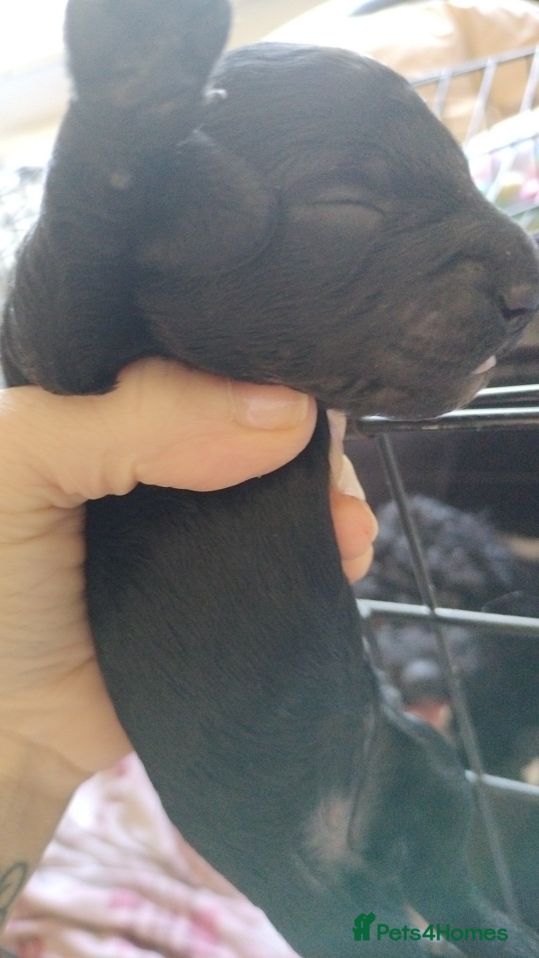 Cockapoo dogs for sale: Cockapoo puppies ❤️❤️❤️ - Image 5