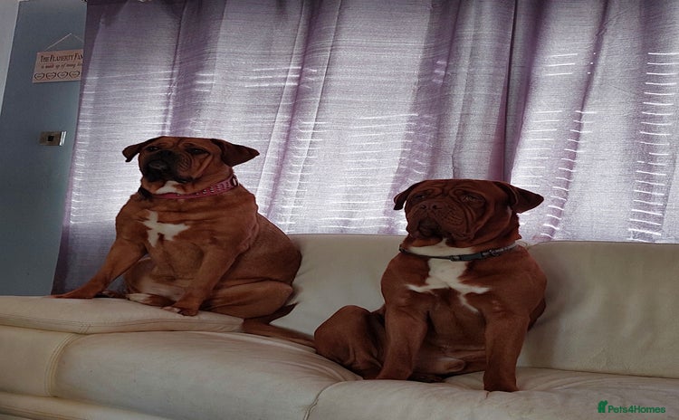 Dogue De Bordeaux dogs - Advert 1