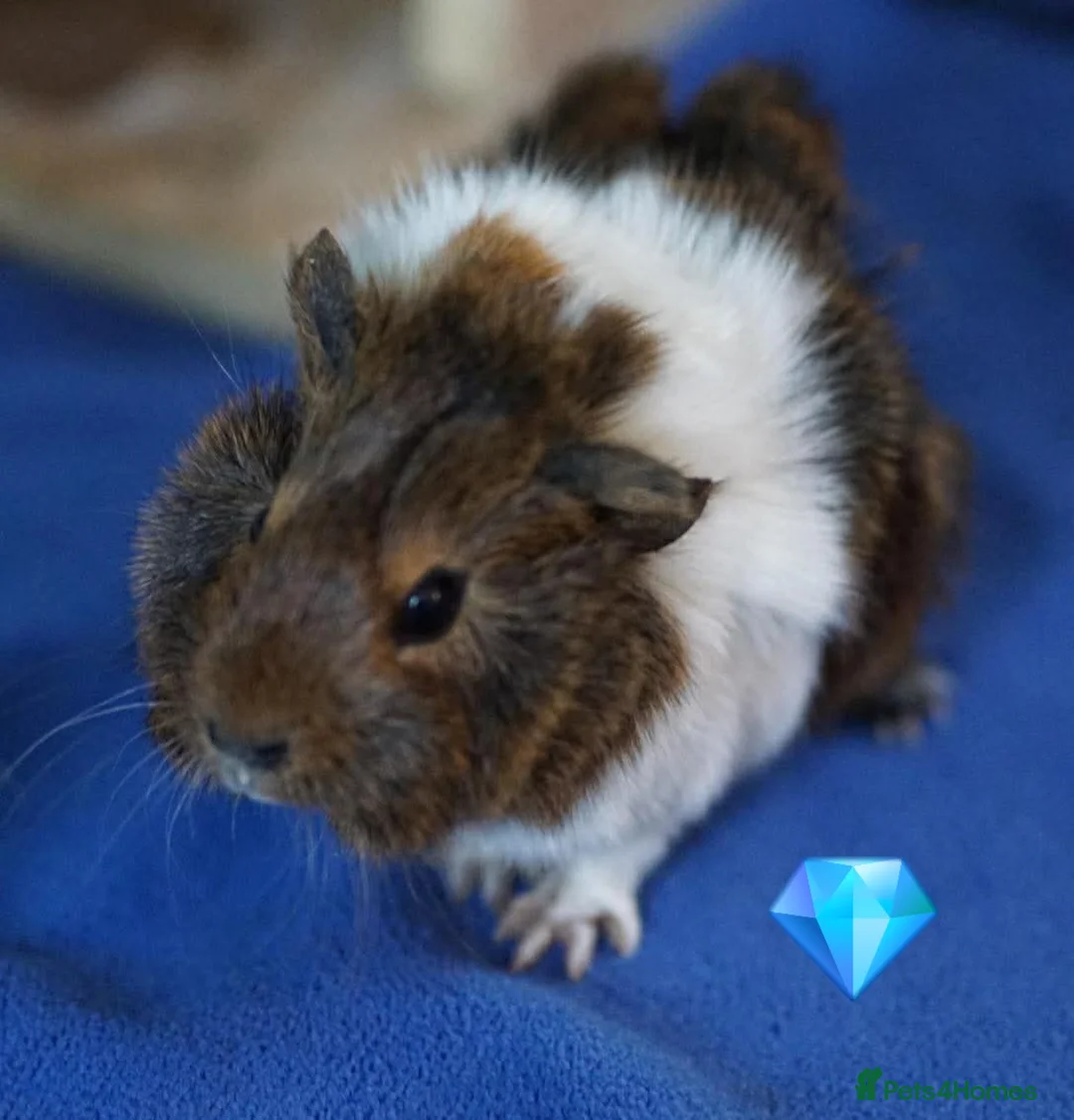 Guinea Pig rodents for sale: Beautiful funky guinea pigs - Advert 31