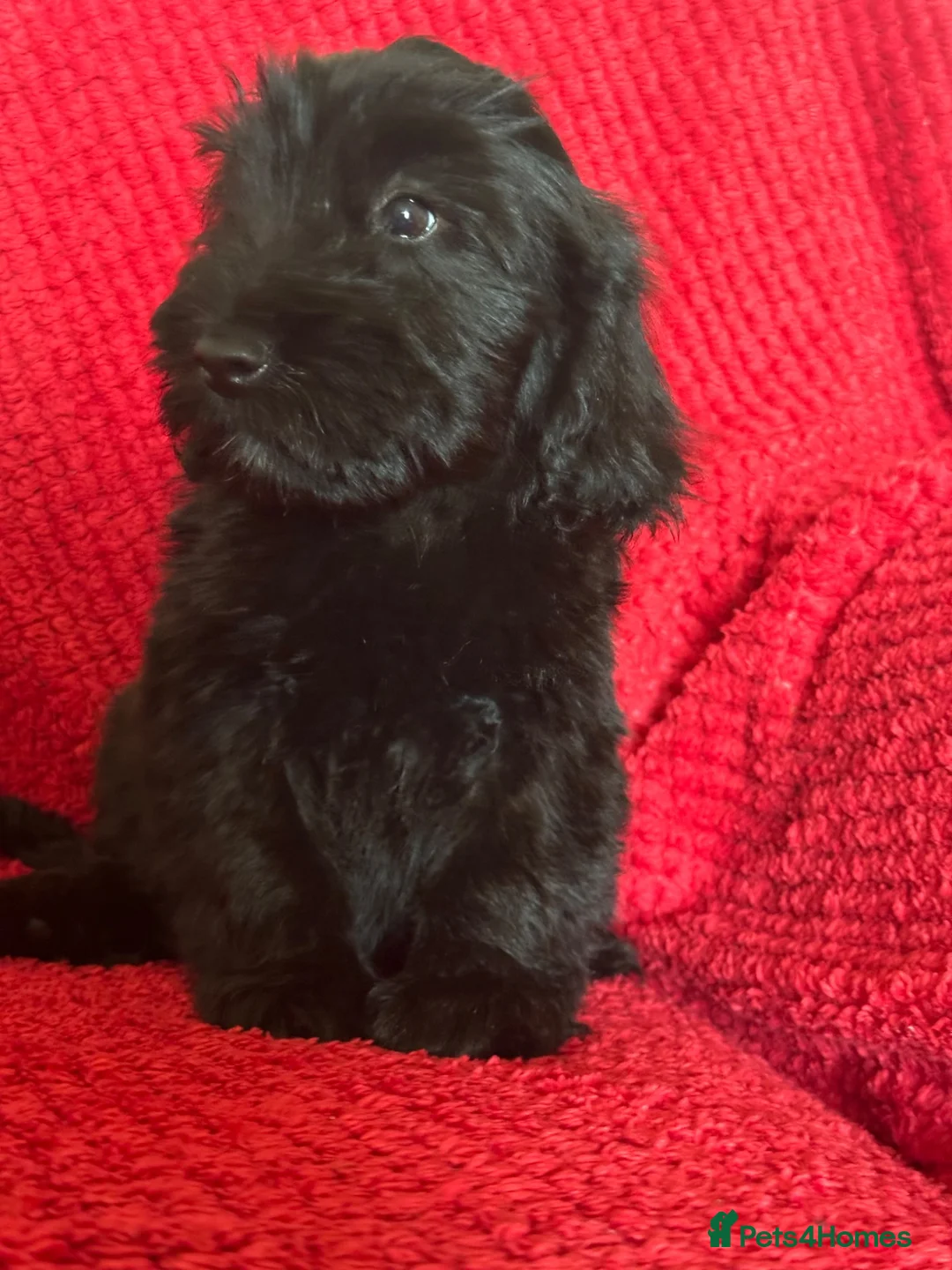 Cockapoo dogs for sale: Last little boy looking for his forever home  - Advert 1