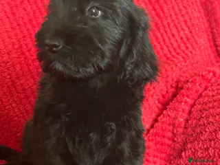 Cockapoo dogs Last little boy looking for his forever home - Advert 7