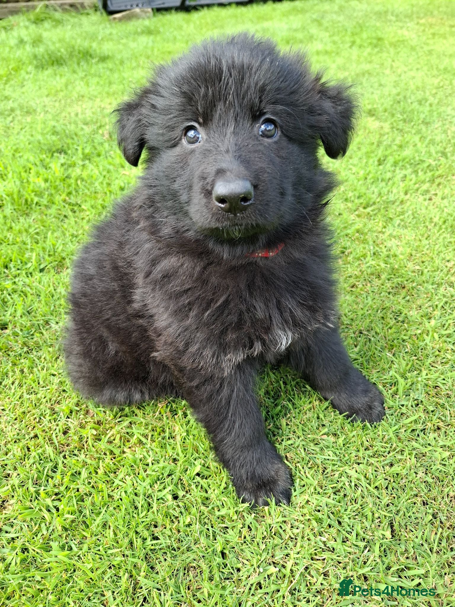 German Shepherd dogs K.C german shepherd puppies - Advert 1