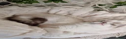 Ragdoll cats for sale: Tica registered Amazing quality kittens - Advert 16