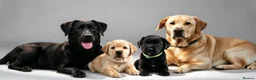 Labrador Retriever dogs for sale: 6 stunning female labrador puppies - Advert 7