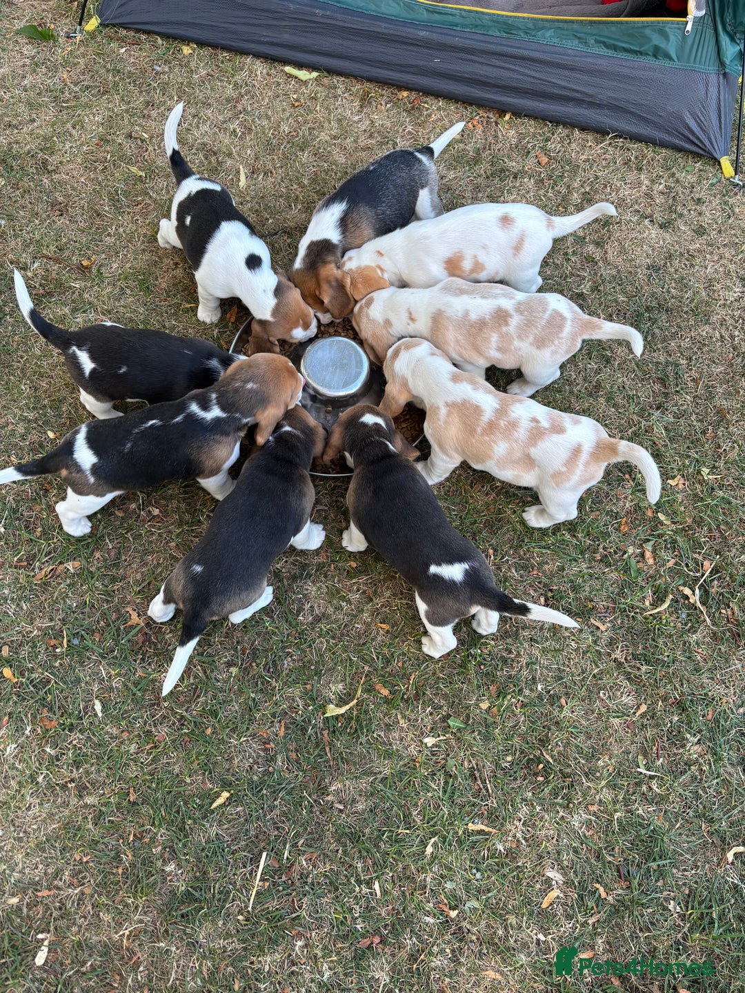 Beagle dogs for sale: Male Beagle Puppies  - Image 18