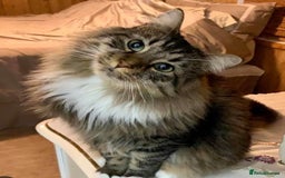 Maine Coon cats for sale: Maine Coon Cross Kittens  - Image 16