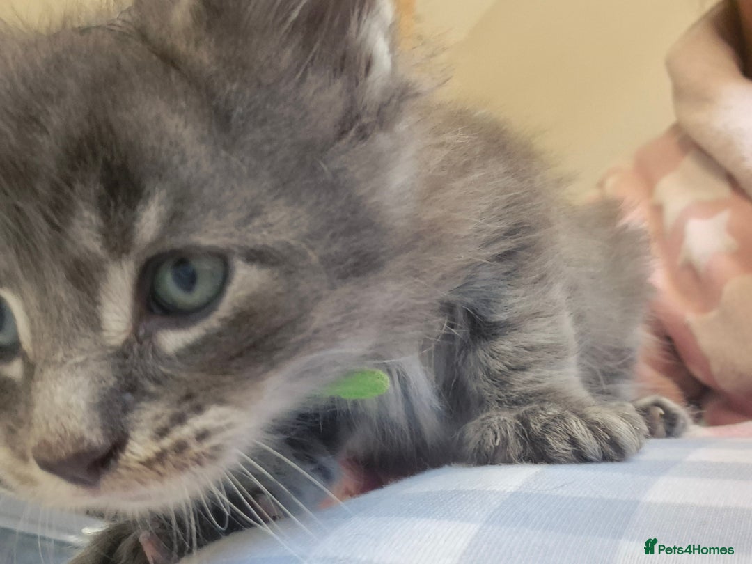 Maine Coon cats for sale: 6 week old Pure Bred Maine Coons for sale. - Image 25